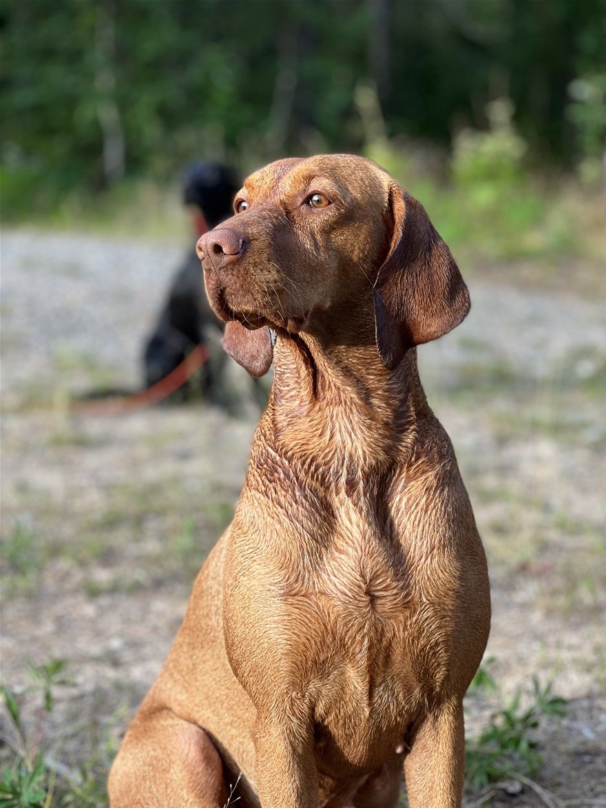 2022.07.31 Jippie startades på eftersöksprov och kammade hem full pott på både spår och vatten, hon blev även bästa ÖKL hund på vattnet. Nu längtar vi till hösten och jaktprov.